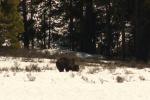 Bär im Yellowstone NP