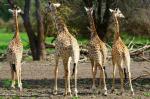 Giraffen in Selous