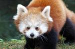 Roter oder kleiner Panda