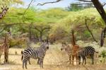 Giraffen, Zebras in Selous
