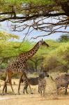 Giraffen, Zebras in Selous