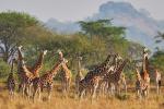 Uganda Giraffen