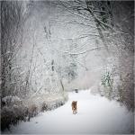 Einsamer Hund im Winter