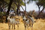 Zebras in Ruaha