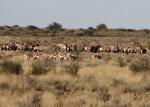 Oryxe in der Kalahari