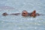 Hippo am Kazinga Channel