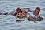 Hippo am Kazinga Channel