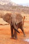 Tsavo Elefant