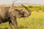 Elefant Masai Mara