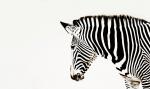 Zebra verbessert