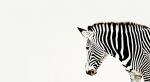 Zebra größerer Beschnitt