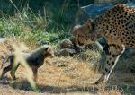 Gepardenmutter beäugt Nachwuchs