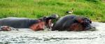 Flusspferde, Uganda
