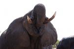 Botsuana Elefant
