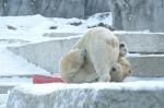 Eisbären vom Karlsruher Zoo