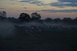 Rinder  im Pantanal