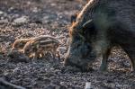 Schwein sein © by Don Video