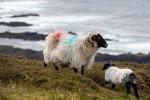 coole Schafe auf Achill Island