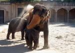Elefantenmama bei der Sanddusche