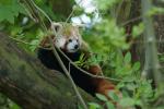 kleiner roter Panda Zoo Dortmund