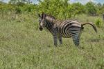 Zebra in Anspannung