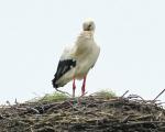 Storch 1