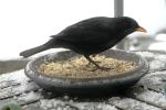 Amsel on the tabletop 1