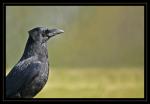 Schwarzer Vogel