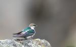 Violet-Green-Swallow 3