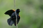 Red-winged Blackbird Agelaius phoeniceus 1