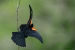 Red-winged Blackbird Agelaius phoeniceus 2