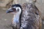 Lachender EMU