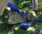 Blaue Papageie im Zoo d'Amnéville (Frankreich)