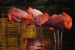 Zoo Heidelberg: Flamingos
