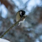 Vögel im winterlichen Kiez, Kohlmeise