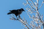 Vögel im winterlichen Kiez, Nebelkrähe