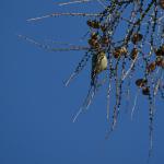 Vögel im winterlichen Kiez, Blaumeise