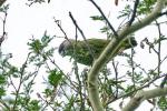 Makutsi - KrugerParkvögel 13