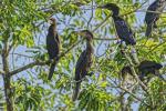 Südkormorane im Pantanal
