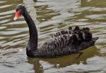 Black Swan 3