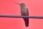 Kolibri an der leguanbrücke