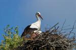 Storch _2