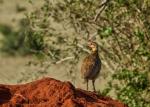 Kleines Hühnchen? am Wegesrand in Tsavo Ost
