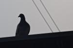 Taube auf dem Dach