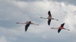 Flamingos im Vorbeiflug