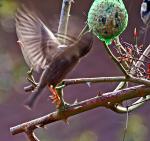 Hausspatz mit Kolibri-Genen  1