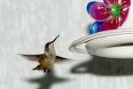 Kleiner Kolibri vor Kunstblüte2