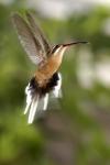 Mittlerer Kolibri freigestellt
