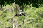 Kolibri Monteverde 2