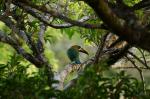 Emerald Tucan Monteverde 2